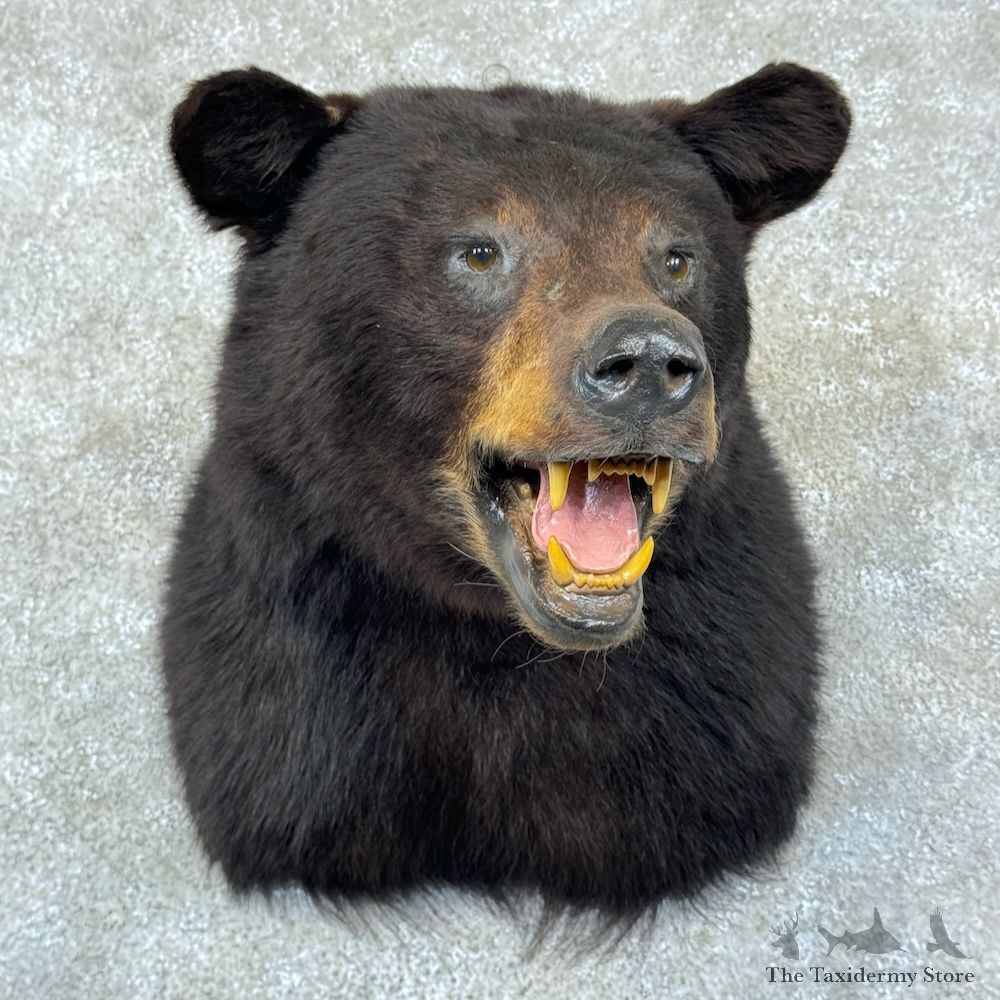 Black Bear Shoulder Mount For Sale #29845 @ The Taxidermy Store
