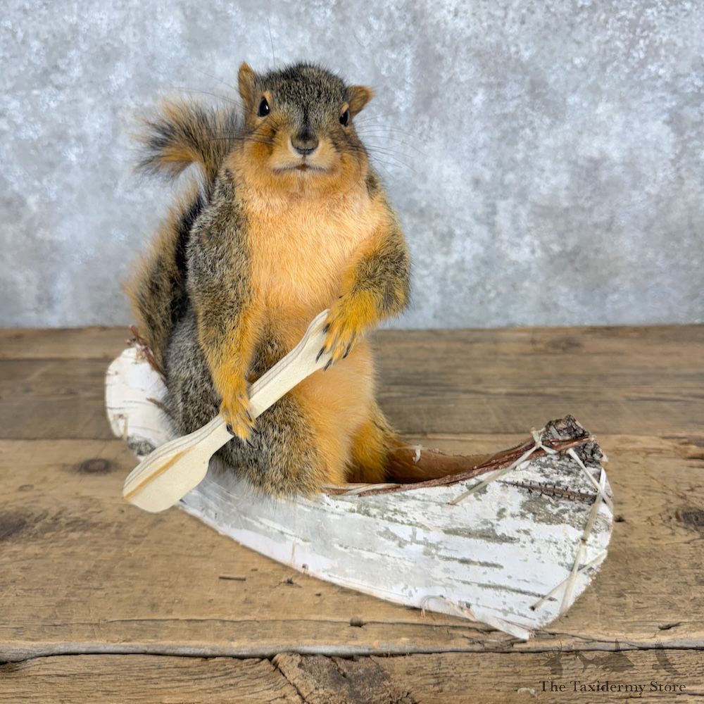 Canoe Fox Squirrel Novelty Mount For Sale #29499 @ The Taxidermy Store