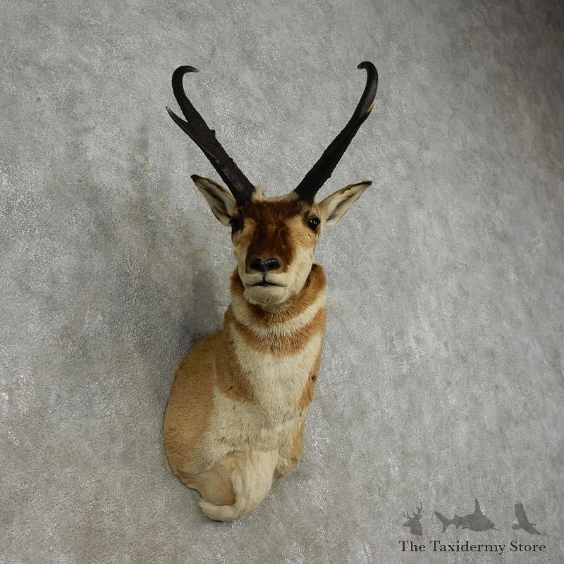 Pronghorn Antelope Shoulder Mount For Sale #17315 @ The Taxidermy Store