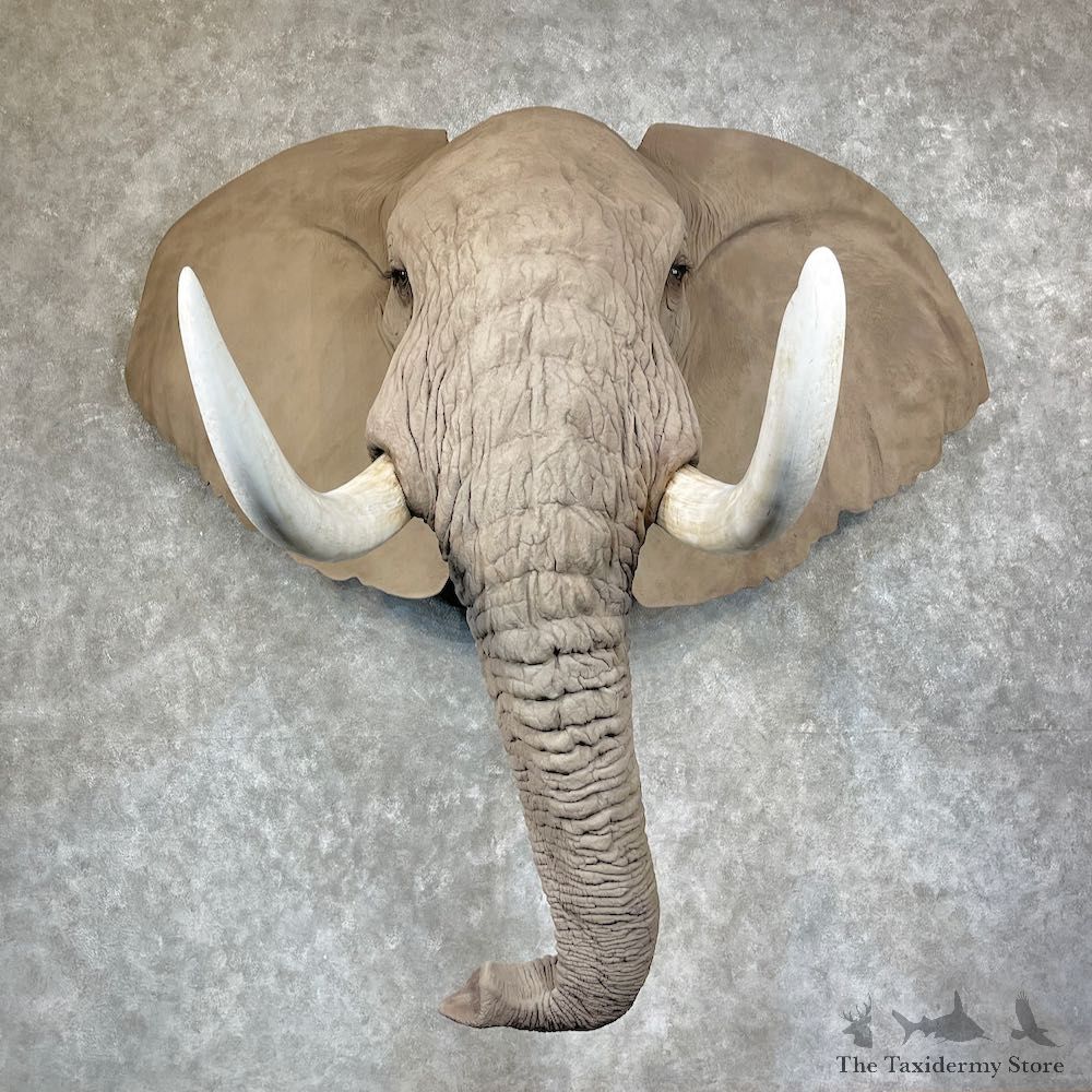 African Elephant Replica Shoulder Mount For Sale #25221 @ The Taxidermy Store