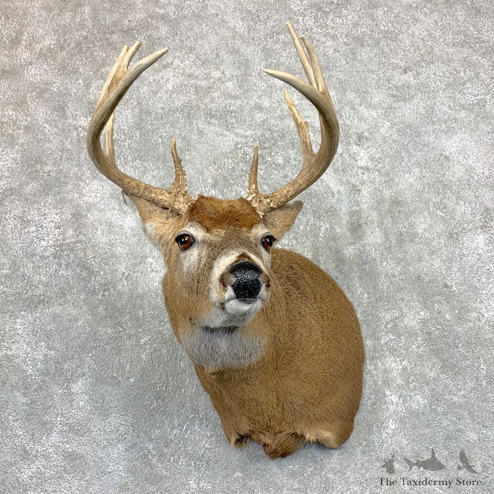 Whitetail Deer Shoulder Mount #23517 For Sale - The Taxidermy Store