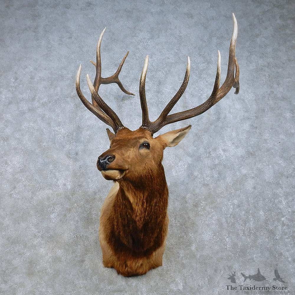 Rocky Mountain Elk Mount For Sale #15021 @ The Taxidermy Store