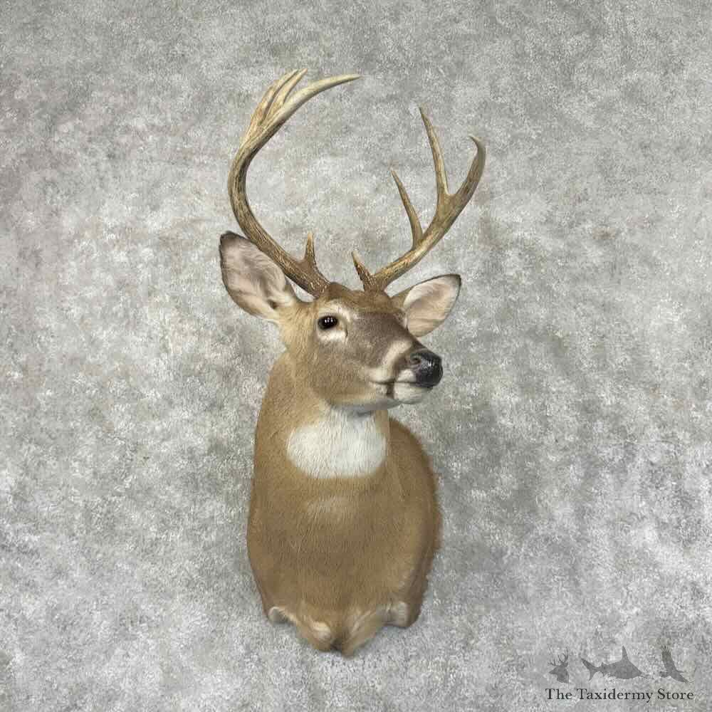 Whitetail Deer Shoulder Mount For Sale #31010 @ The Taxidermy Store