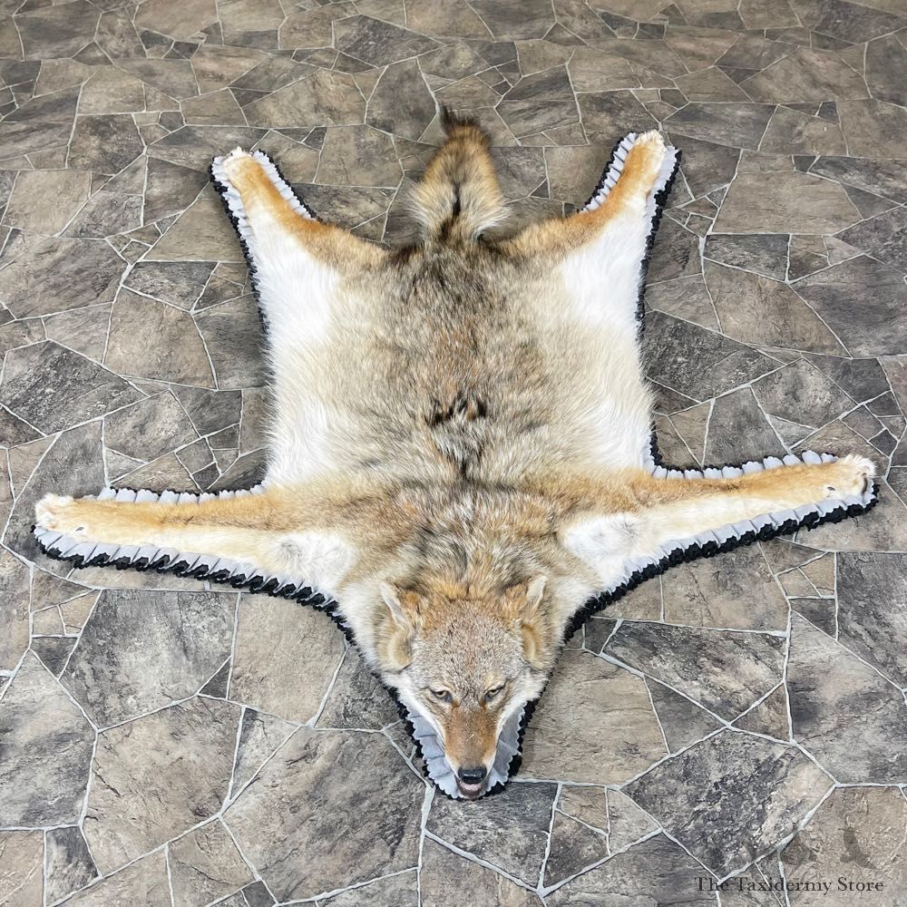 Coyote Rug Taxidermy Mount For Sale #24309 @ The Taxidermy Store