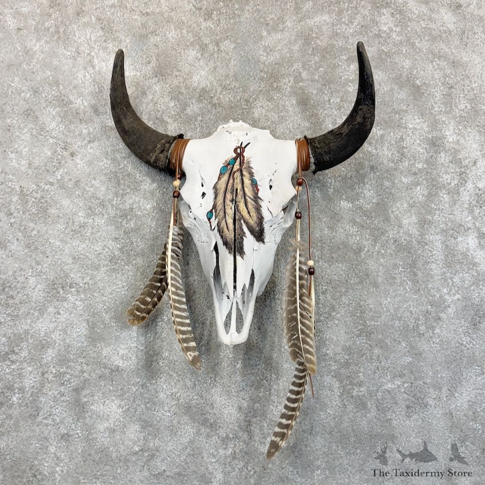 American Buffalo Bison Skull Mount For Sale #30131 @ The Taxidermy Store