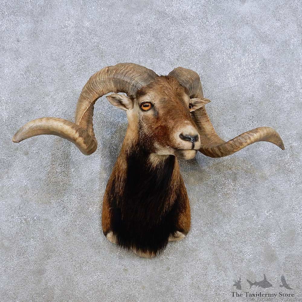 Corsican Ram Shoulder Mount For Sale #14262 @ The Taxidermy Store