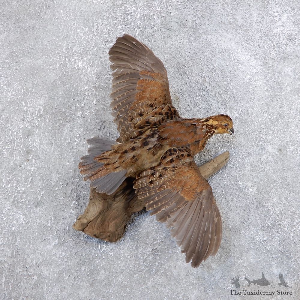Bobwhite Quail Bird Mount For Sale #18689 @ The Taxidermy Store