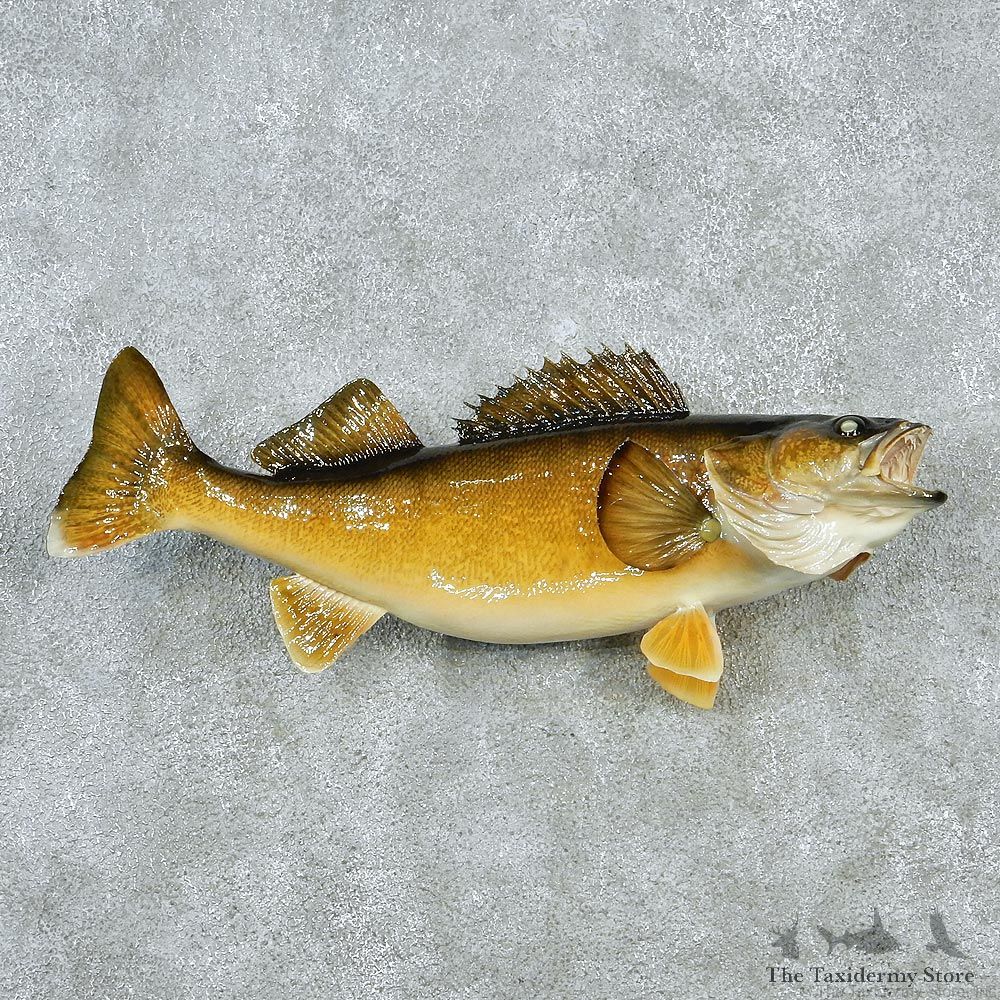 Walleye Pike Taxidermy Fish Mount M1 #12828 For Sale @ The Taxidermy Store