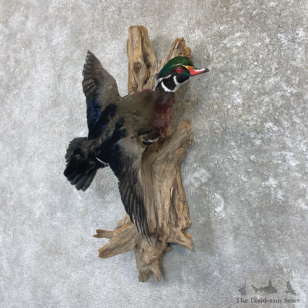 Wood Duck Drake Taxidermy Mount For Sale #26491 @ The Taxidermy Store