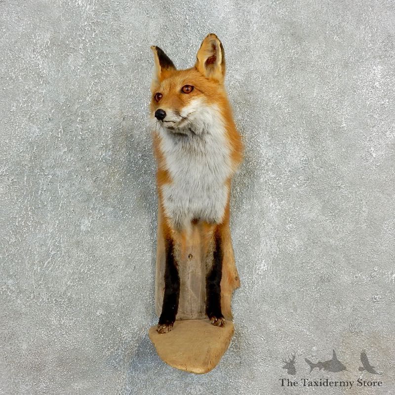 Red Fox Half Life-Size Mount For Sale #17805 @ The Taxidermy Store