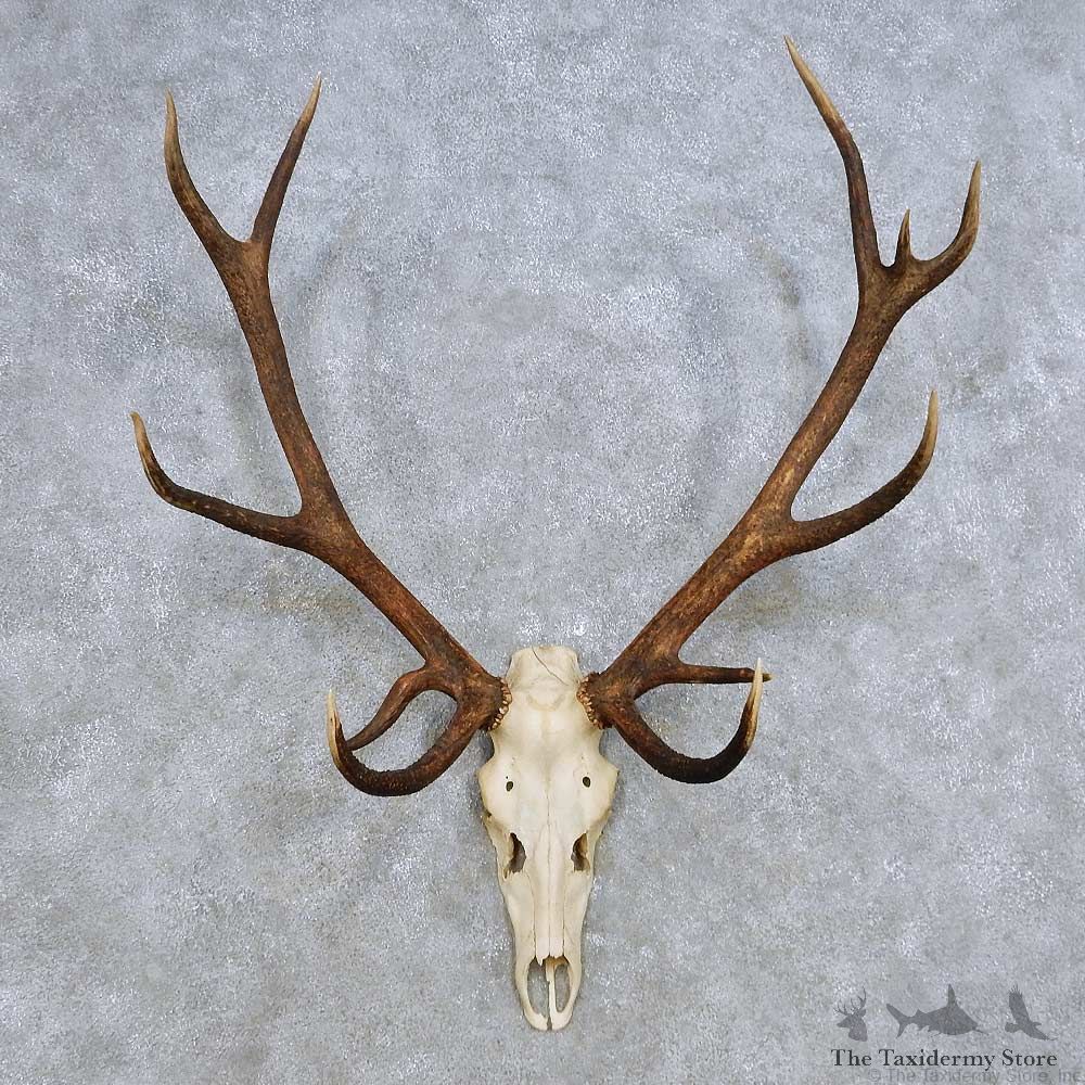 European Red Deer Skull Antler Mount For Sale #14419 @ The Taxidermy Store