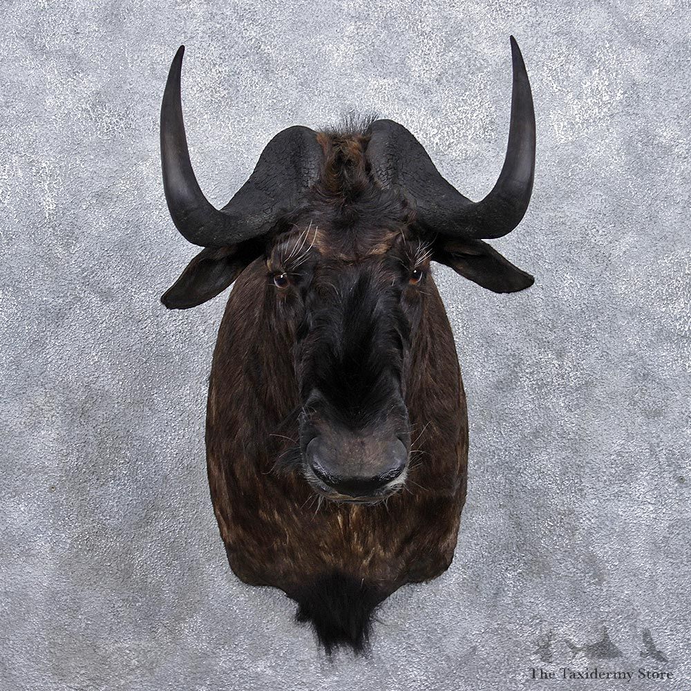 African Black Wildebeest Shoulder Taxidermy Mount #12364 For Sale @ The Taxidermy Store