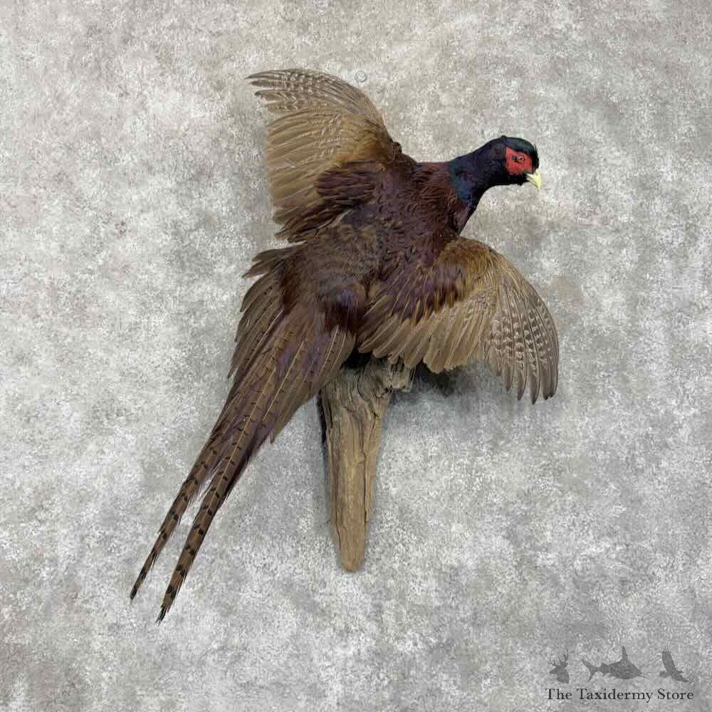 Talish Pheasant Bird Mount For Sale #31696 @ The Taxidermy Store
