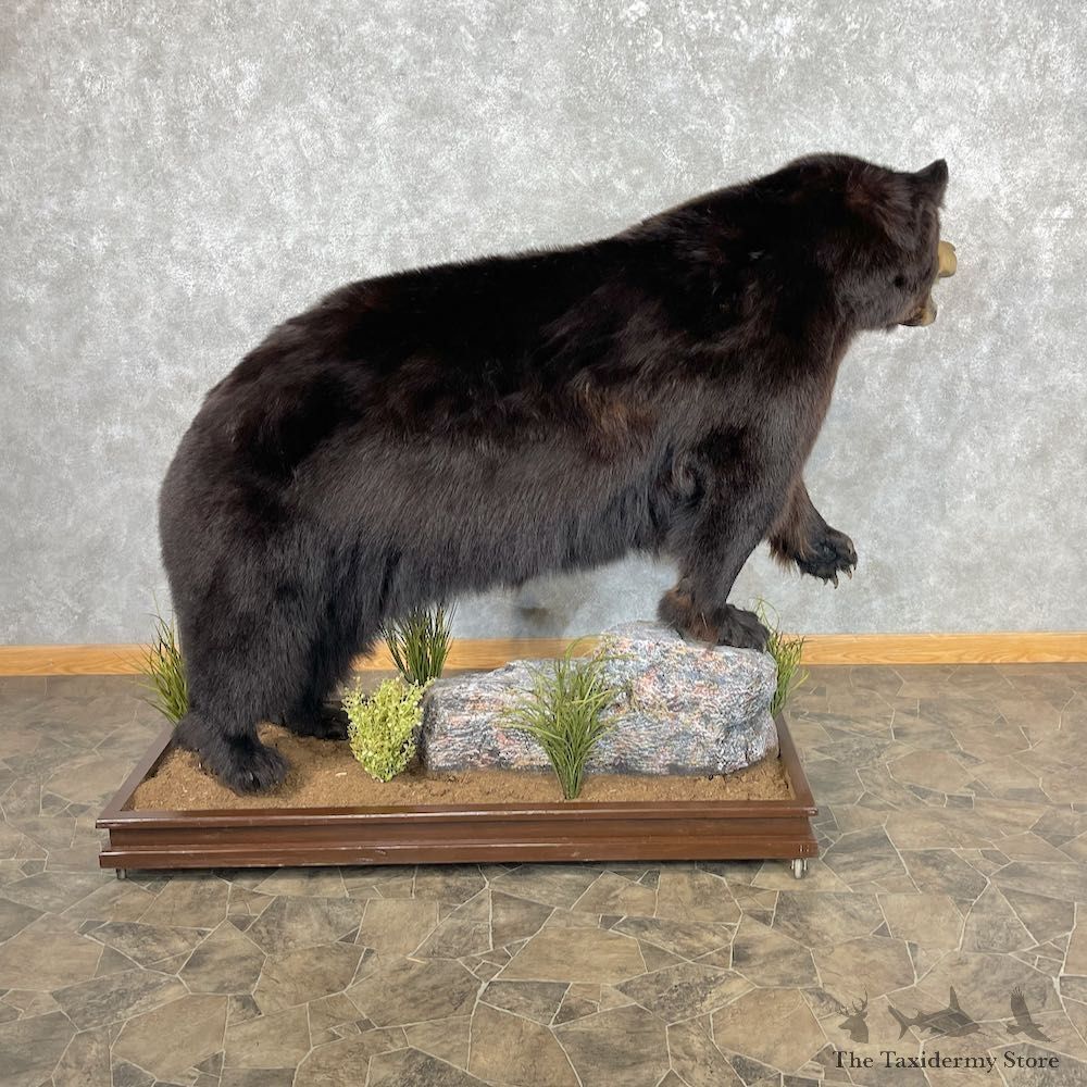 Black Bear Life-Size Mount For Sale #26743 @ The Taxidermy Store