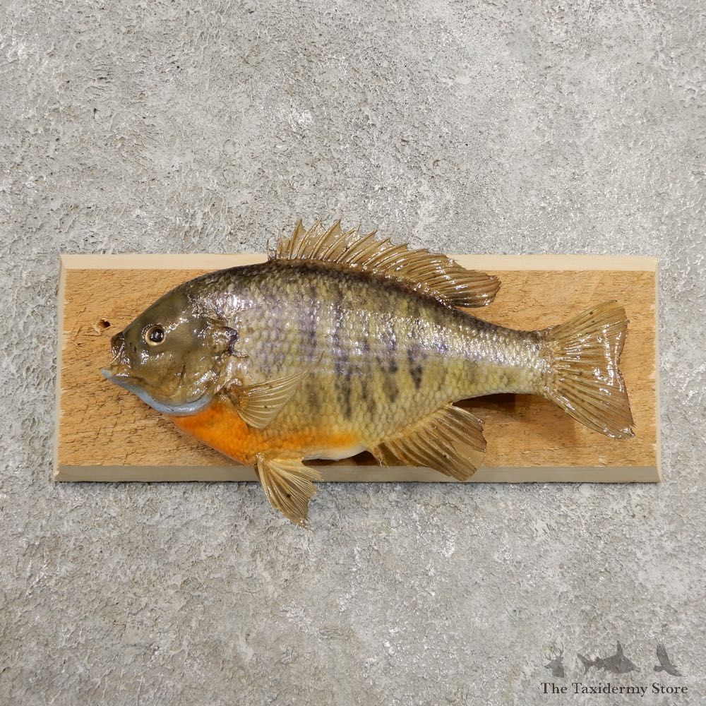 Bluegill Taxidermy Fish Mount #20951 For Sale @ The Taxidermy Store