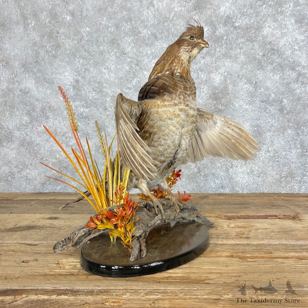 Ruffed Grouse Bird Mount For Sale #28666 - The Taxidermy Store