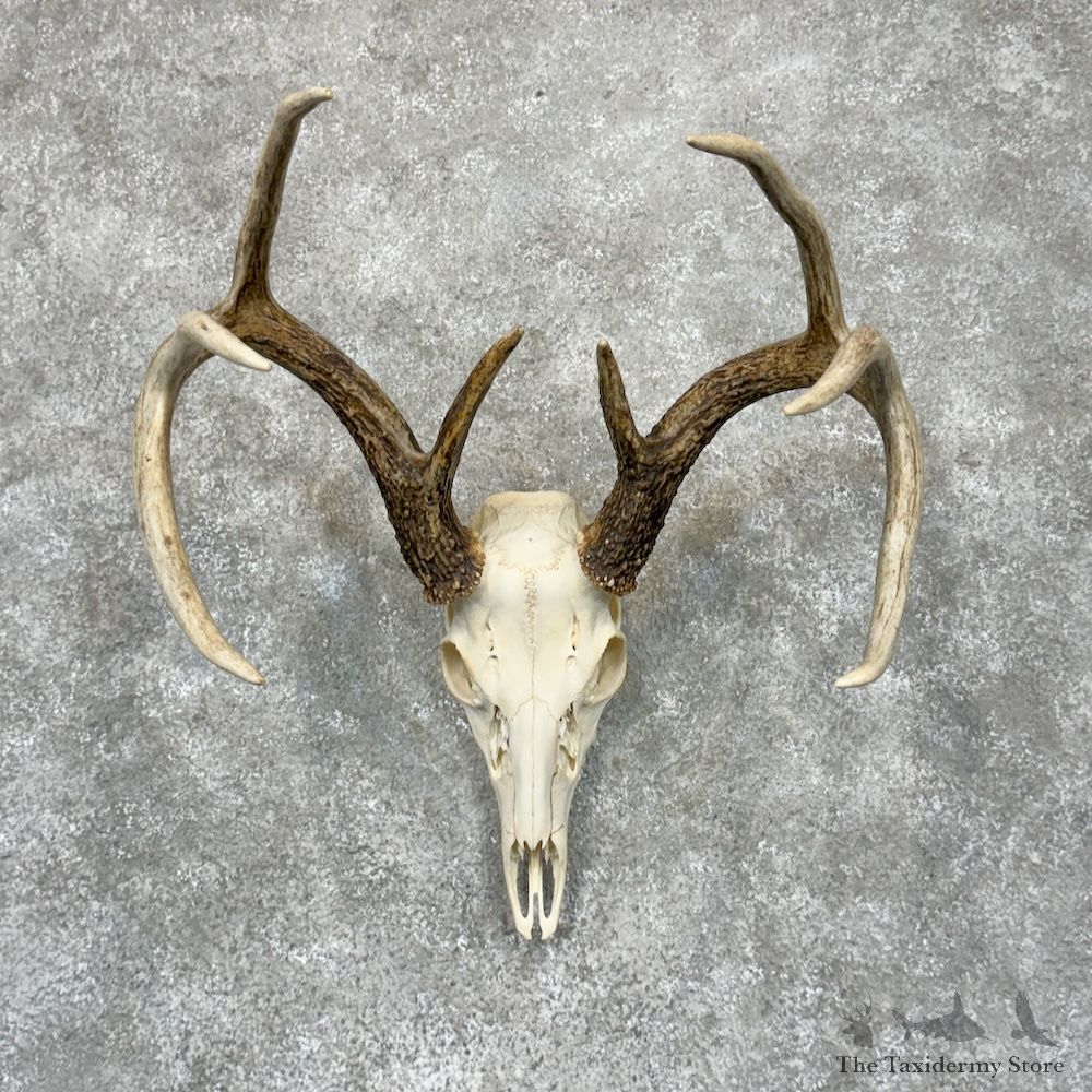 Whitetail Deer Skull European Mount For Sale #29421 @ The Taxidermy Store