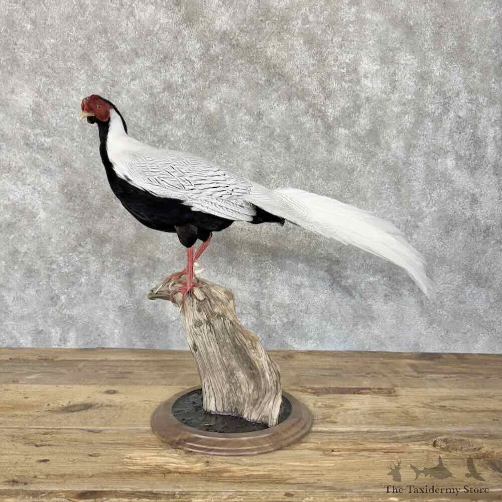 Silver Pheasant Bird Mount For Sale #30565 @ The Taxidermy Store