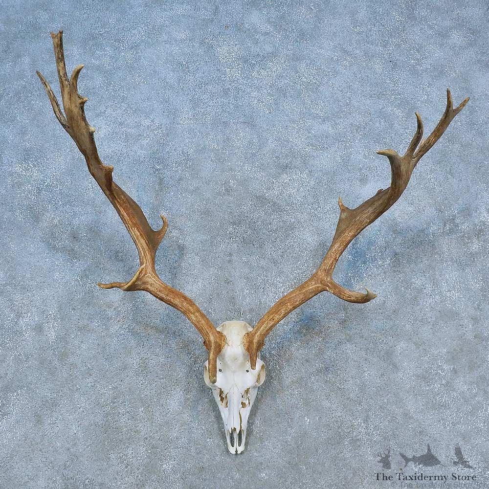 Fallow Deer Skull Antler European Mount For Sale #15518 @ The Taxidermy Store