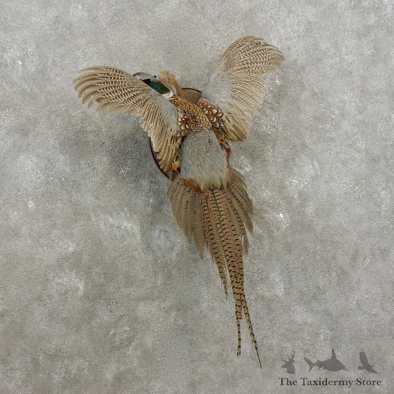 Ringneck Pheasant Bird Mount For Sale #17378 @ The Taxidermy Store