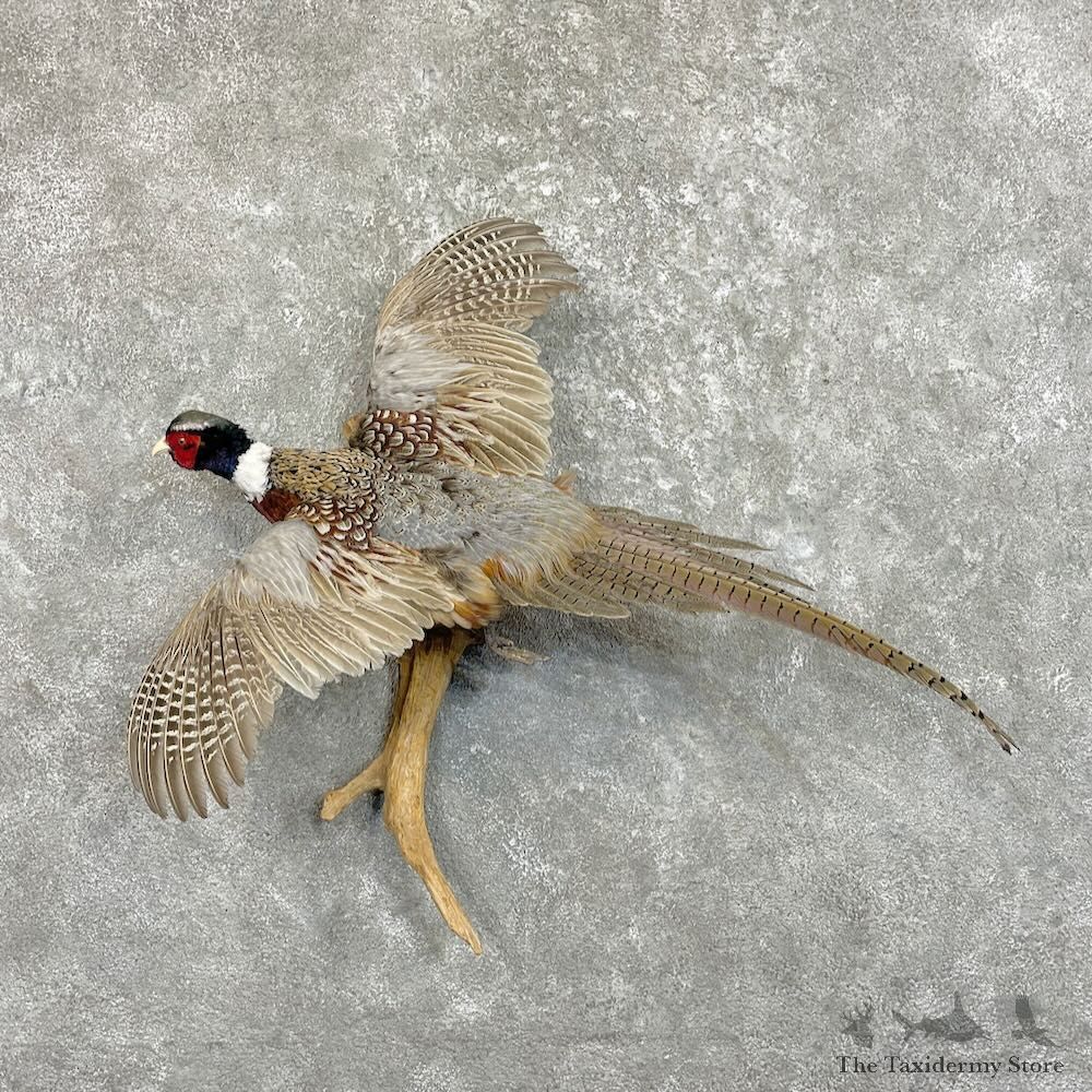 Ringneck Pheasant Bird Mount For Sale #27477 @ The Taxidermy Store