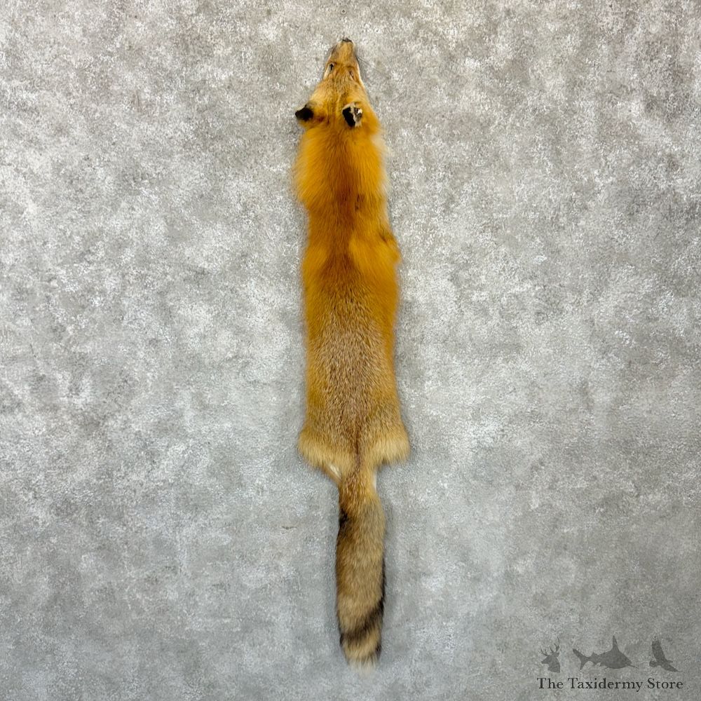 Red Fox Tanned Hide For Sale #29742 @ The Taxidermy Store