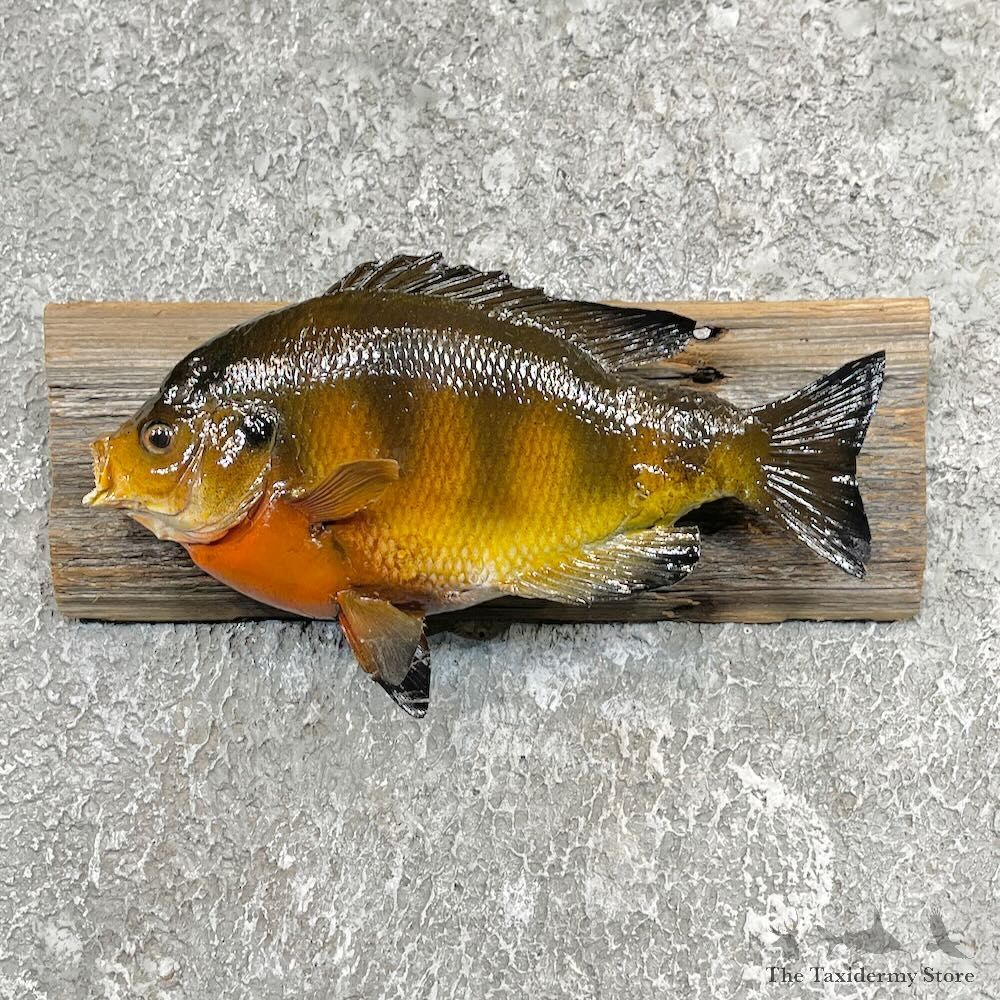 Bluegill Taxidermy Fish Mount For Sale #27459 @ The Taxidermy Store