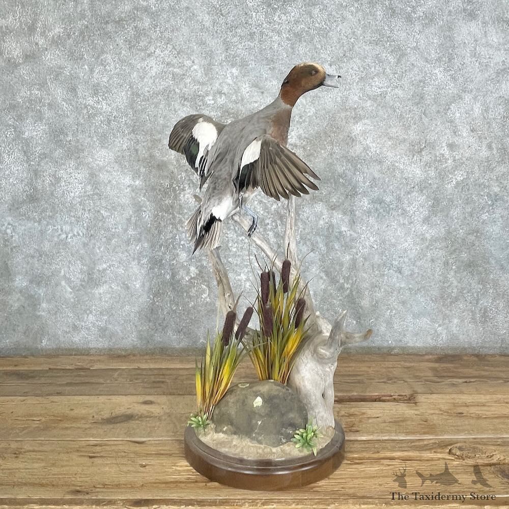 Eurasian Wigeon Duck Bird Mount For Sale #27360 @ The Taxidermy Store