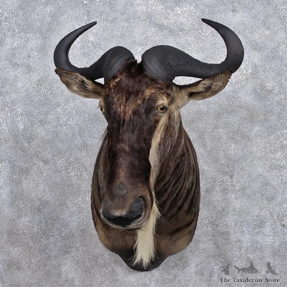 African White Bearded Gnu Wildebeest Shoulder Mount #12374 For Sale @ The Taxidermy Store