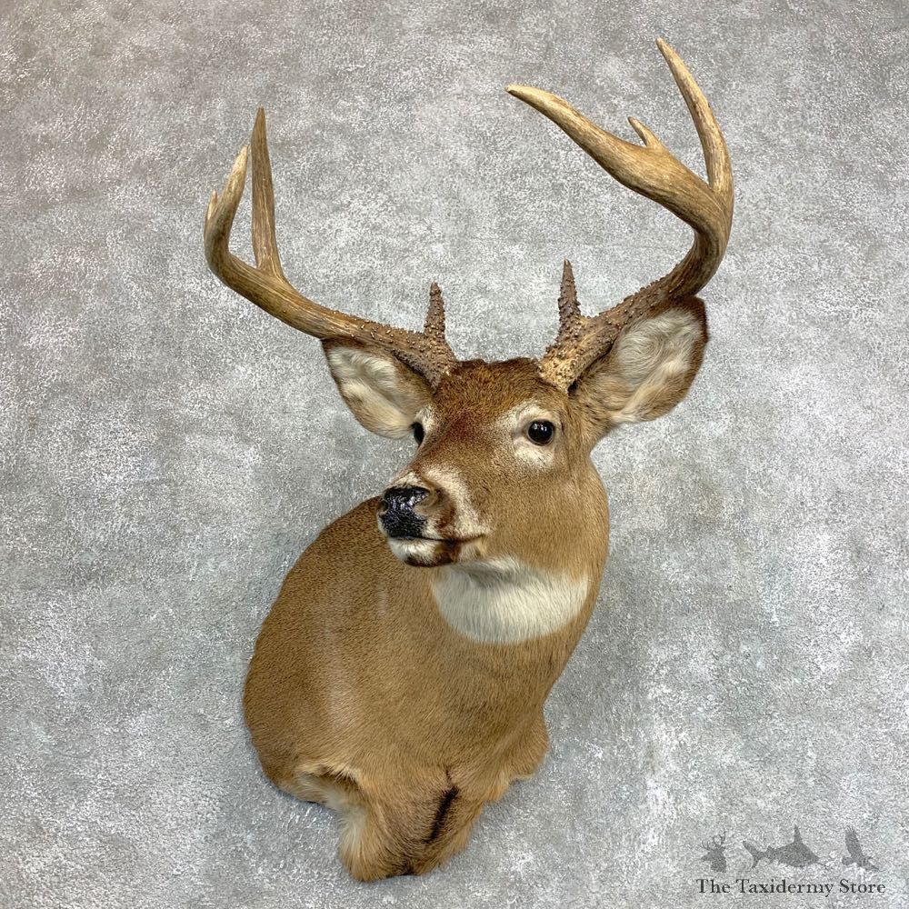 Whitetail Deer Shoulder Mount #22123 For Sale - The Taxidermy Store