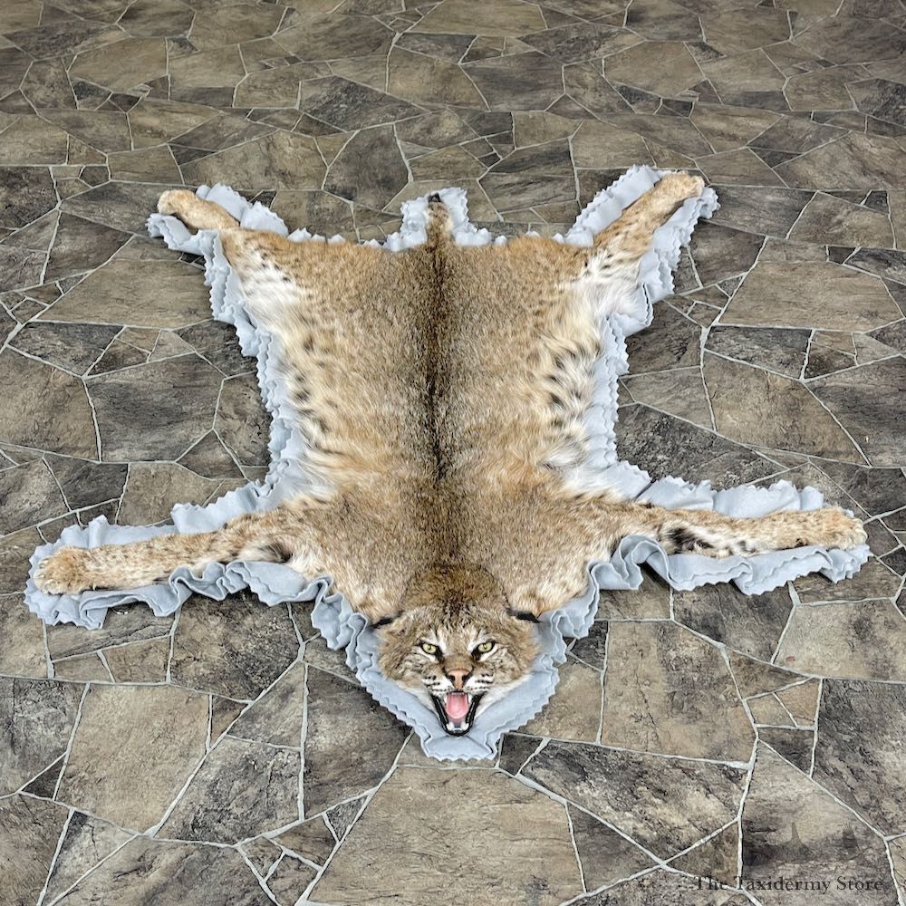 Bobcat Taxidermy Rug Mount For Sale #25267 @ The Taxidermy Store