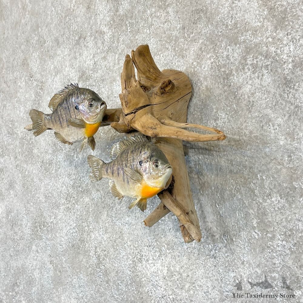 Bluegill Pair Fish Mount For Sale #28312 @ The Taxidermy Store