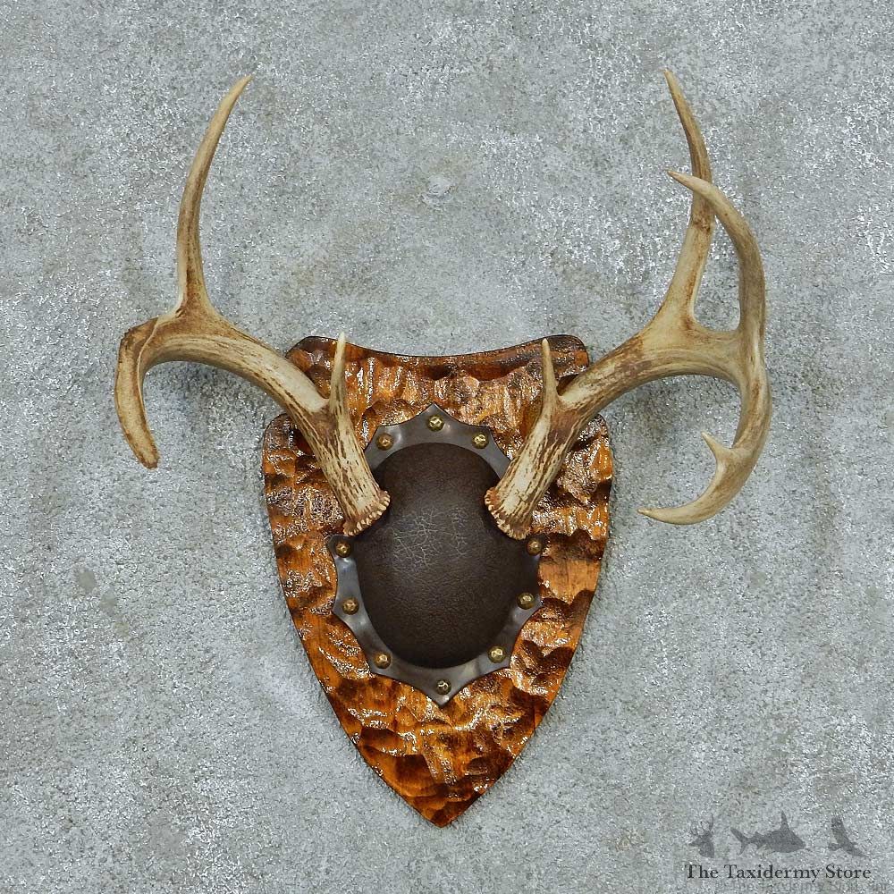 Whitetail Deer Antler Plaque Mount #13773 For Sale @ The Taxidermy Store