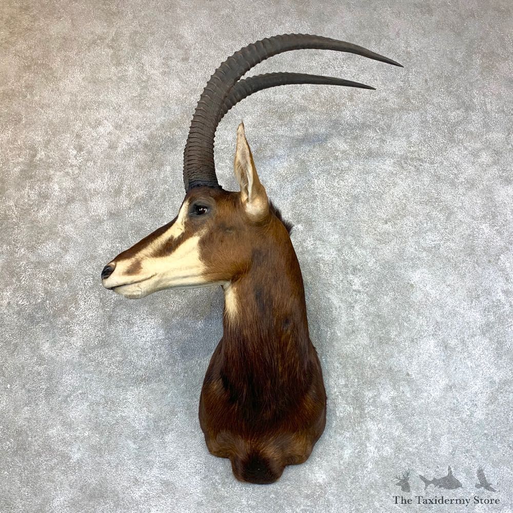 African Sable Shoulder Mount For Sale #23598 For Sale @ The Taxidermy Store