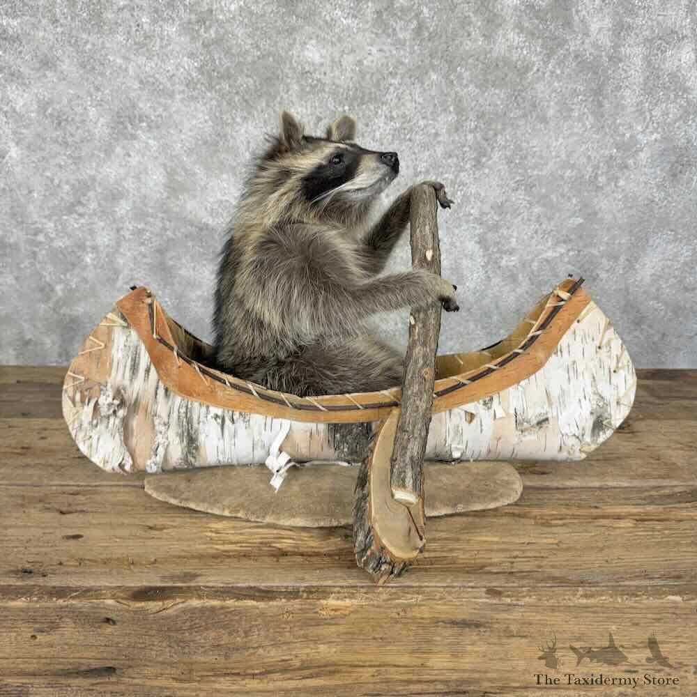 Canoeing Raccoon Novelty Mount For Sale #31988 @ The Taxidermy Store