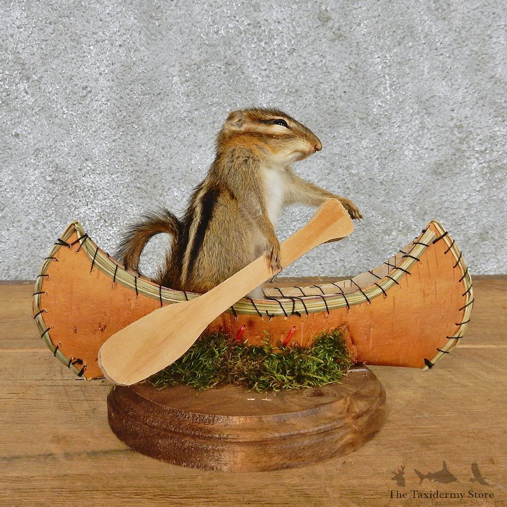 Novelty Canoe Chipmunk Taxidermy Mount #12578 For Sale @ The Taxidermy Store