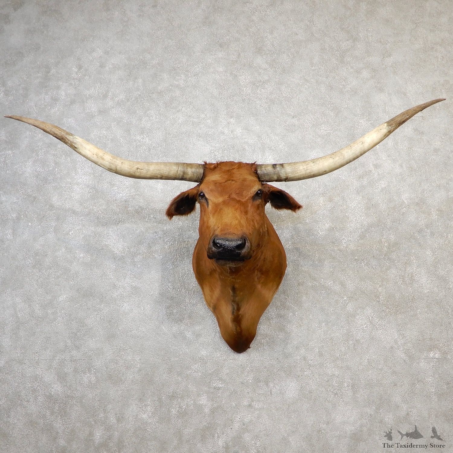 Texas Longhorn Shoulder Mount For Sale #19161 @ The Taxidermy Store