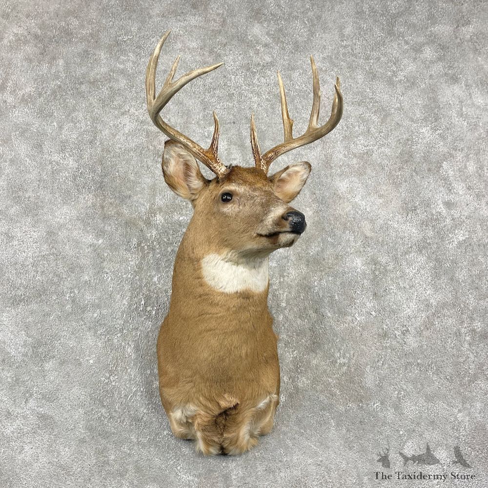 Whitetail Deer Taxidermy Shoulder Mount For Sale #25978 @ The Taxidermy Store