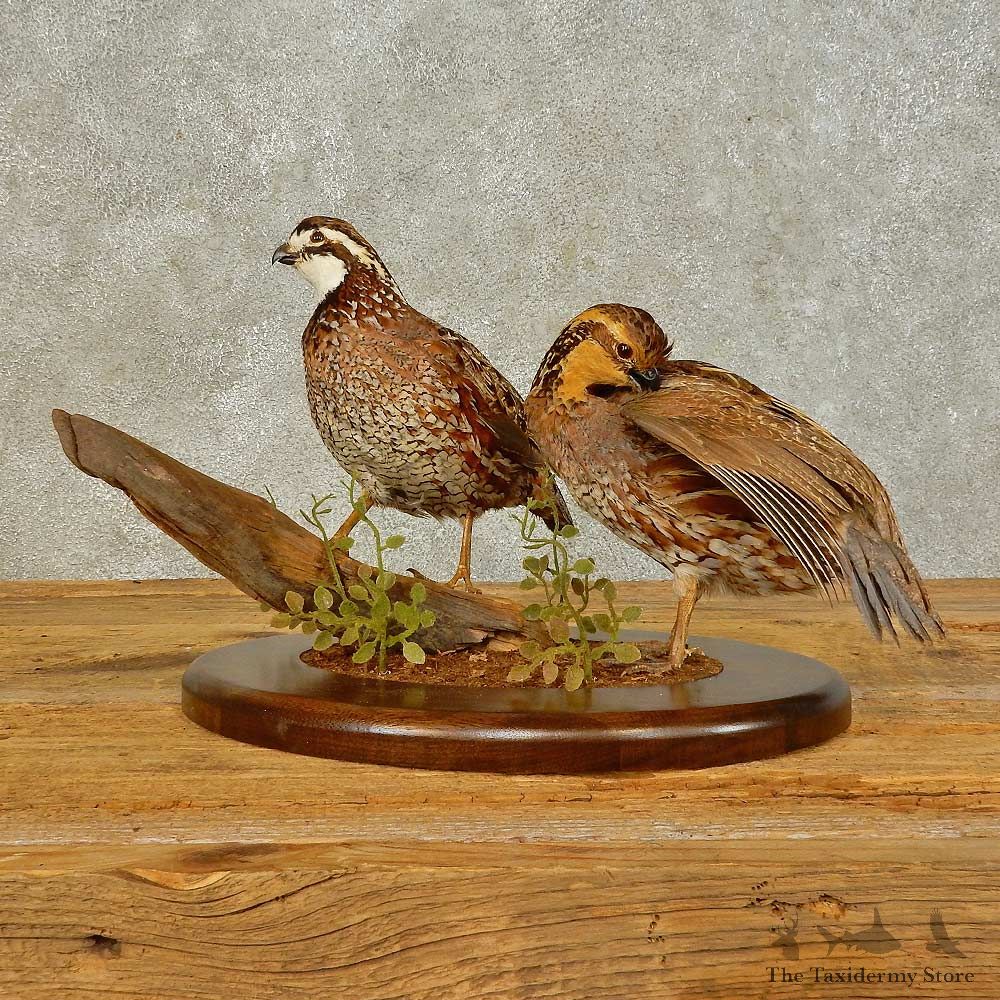 Bobwhite Quail Bird Mount For Sale #16502 @ The Taxidermy Store
