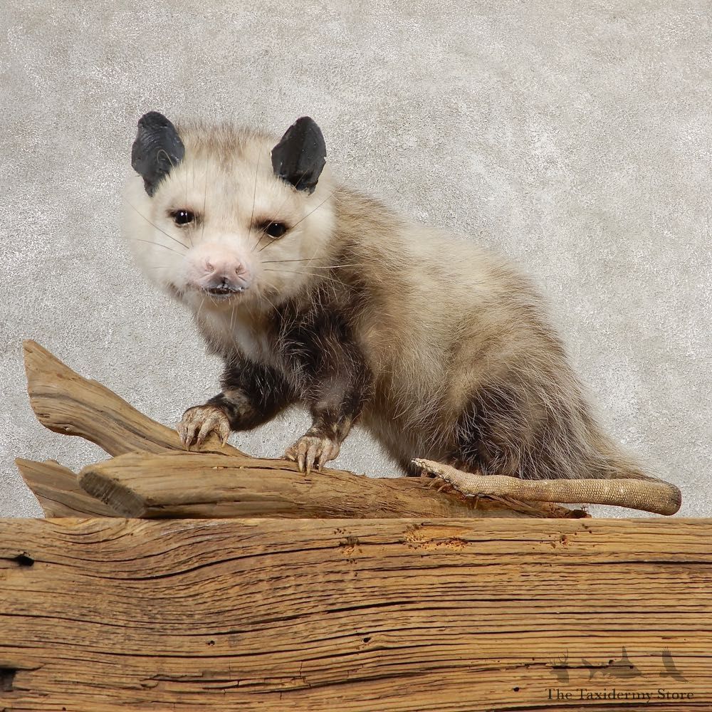 Opossum Life-Size Taxidermy Mount For Sale #20810 @ The Taxidermy Store