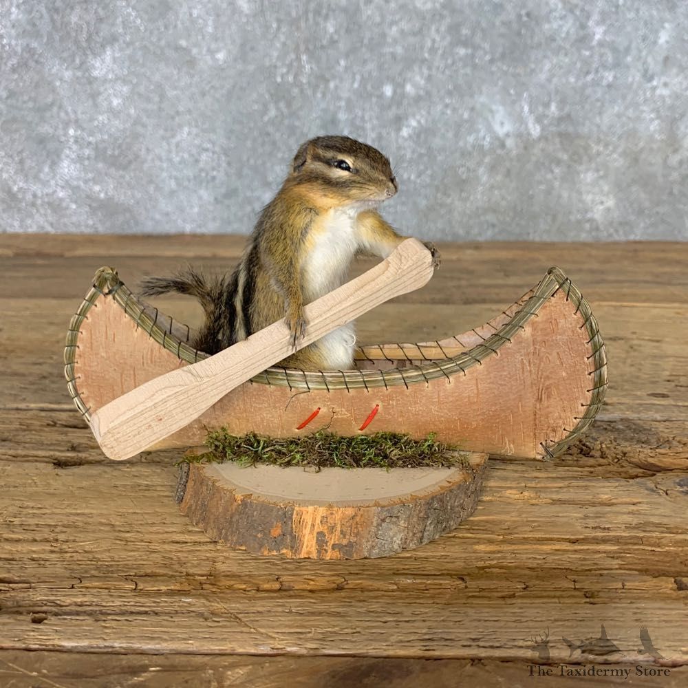 Canoe Chipmunk Novelty Mount For Sale #22606 @ The Taxidermy Store