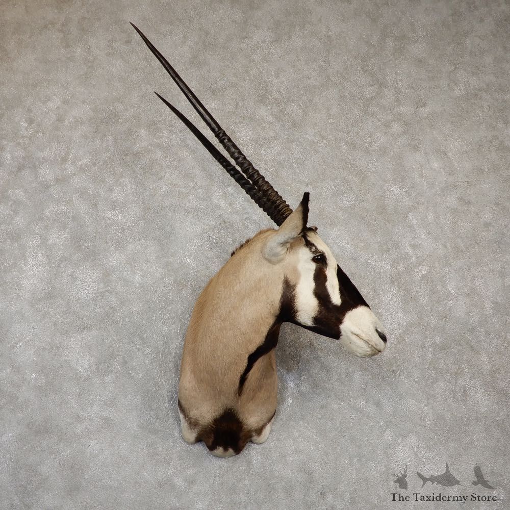 African Gemsbok Taxidermy Shoulder Mount For Sale #20186 @ The Taxidermy Store