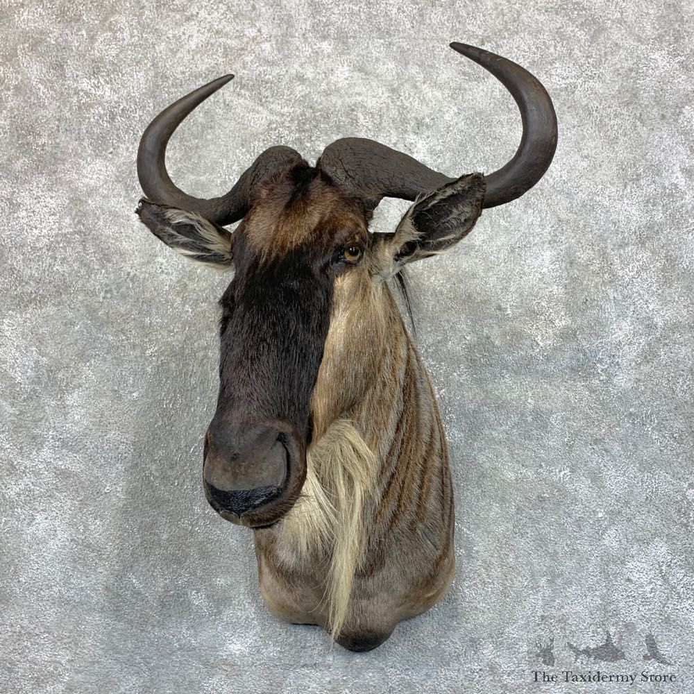 White-Bearded Wildebeest Shoulder Mount For Sale #23584 @ The Taxidermy Store