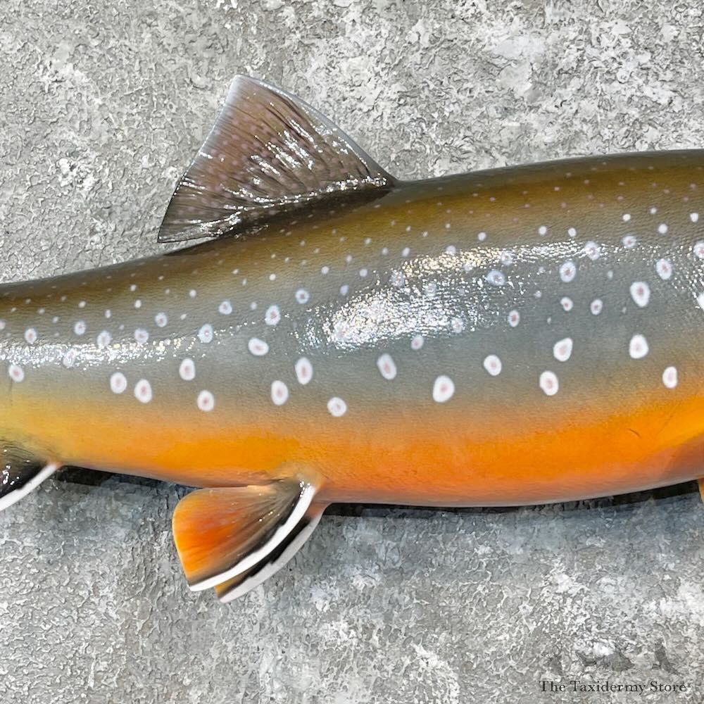 Arctic Char Fish Mount For Sale #27721 @ The Taxidermy Store