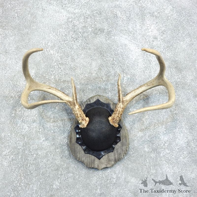 Whitetail Deer Antler Plaque Mount For Sale #18375 @ The Taxidermy Store