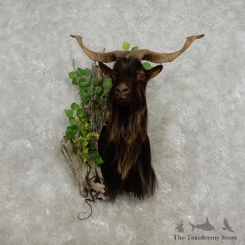Catalina Goat Shoulder Mount For Sale #17314 @ The Taxidermy Store