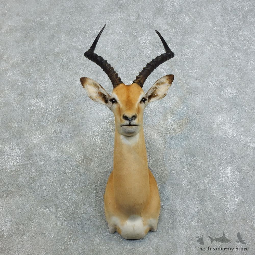 African Impala Shoulder Mount For Sale #18541 @ The Taxidermy Store