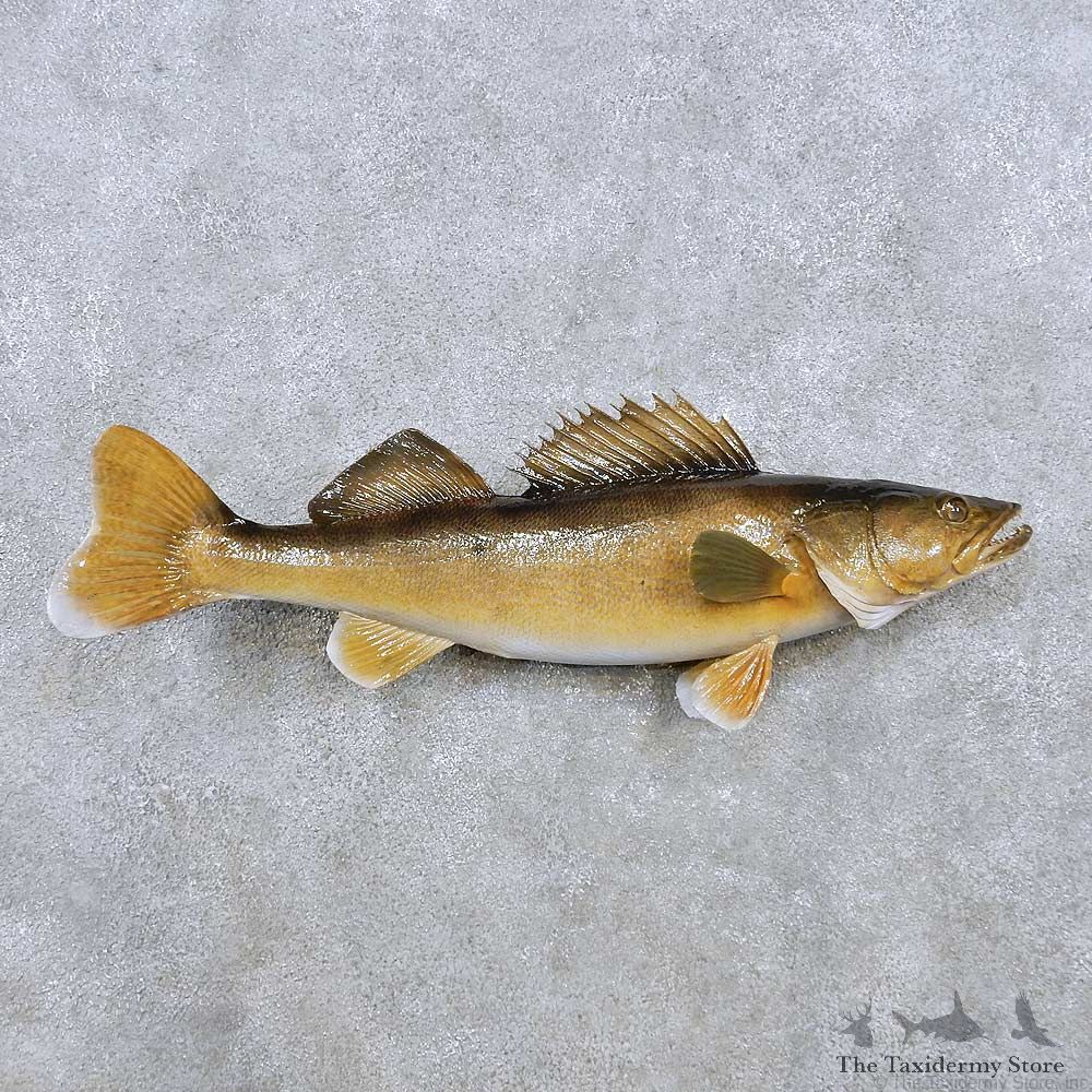 Walleye Fish Mount For Sale #14372 @ The Taxidermy Store