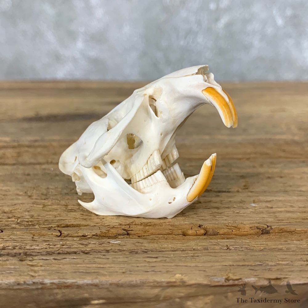 Muskrat Full Skull Taxidermy Mount #22262 For Sale @ The Taxidermy Store
