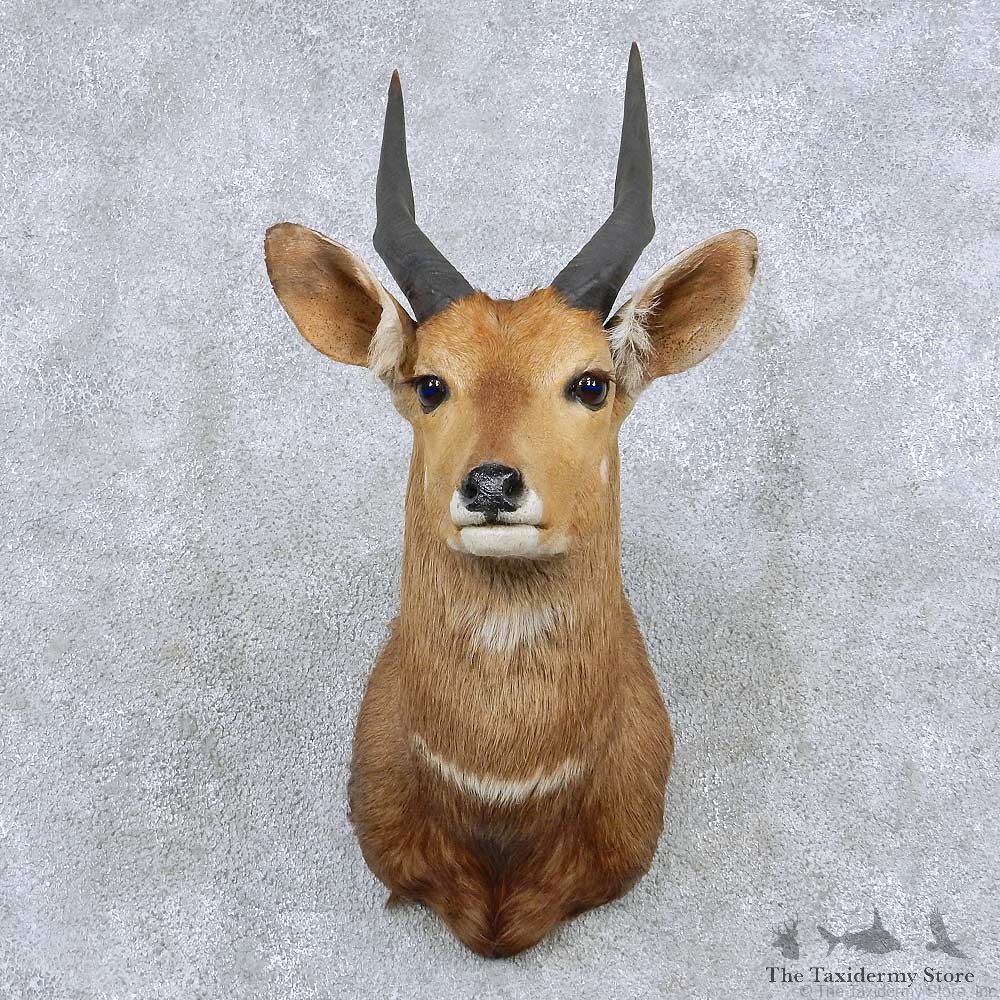 Cape Bushbuck Taxidermy Shoulder Mount #13862 For Sale @ The Taxidermy Store